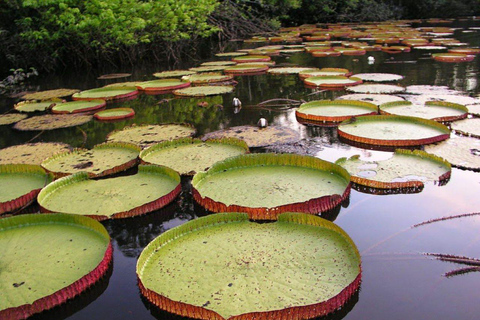 Entdecke Iquitos: 3 Tage Abenteuer auf dem Yanayacu-Fluss