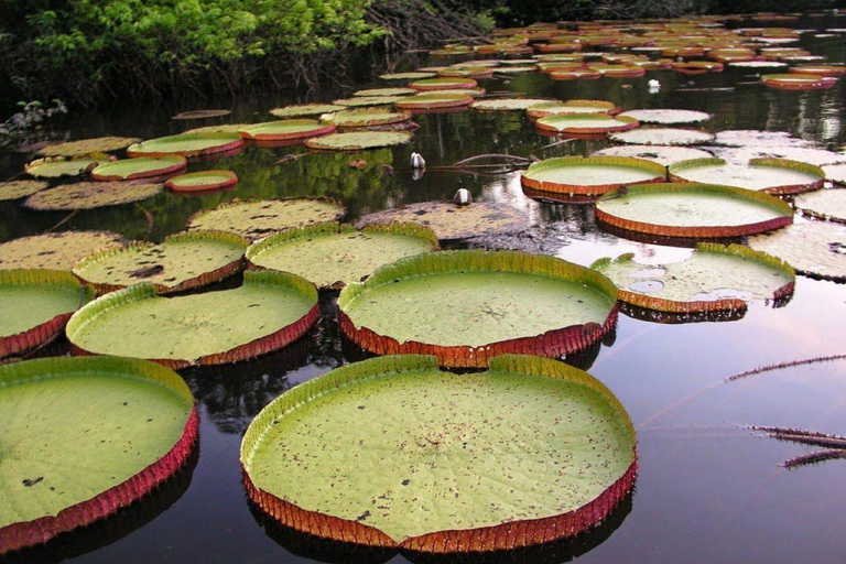 Explore Iquitos: 3 dias de aventura no rio Yanayacu