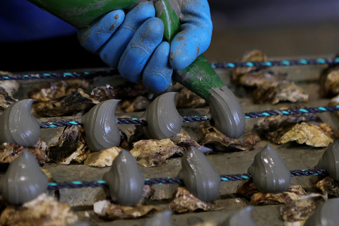 Loupian: Gids van onze oesterkwekerij en proeverijLoupian: Gids van onze oester farme en proeverij