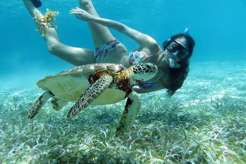 Nager avec les requins