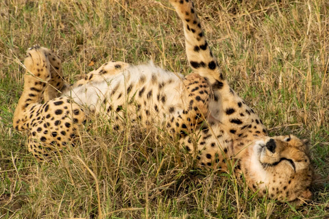 Nairobi National Park Morning Drive with free pick up