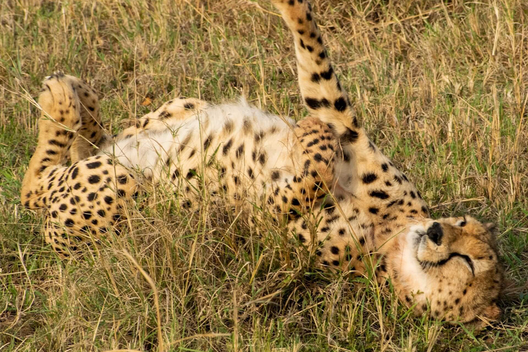 Nairobi National Park Morning Drive with free pick up