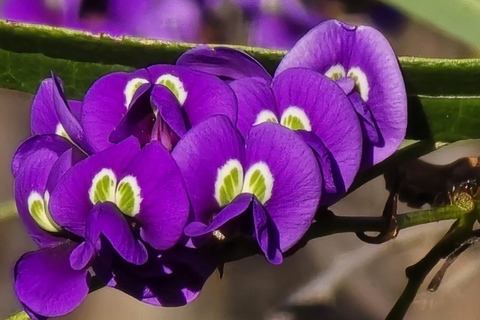 Follow the wildflower trail from Perth to New Norcia