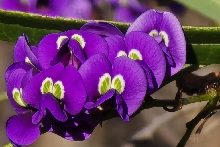 Follow the wildflower trail from Perth to New Norcia