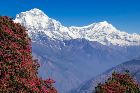 3-dniowy trekking Poon Hill i Ghorapani