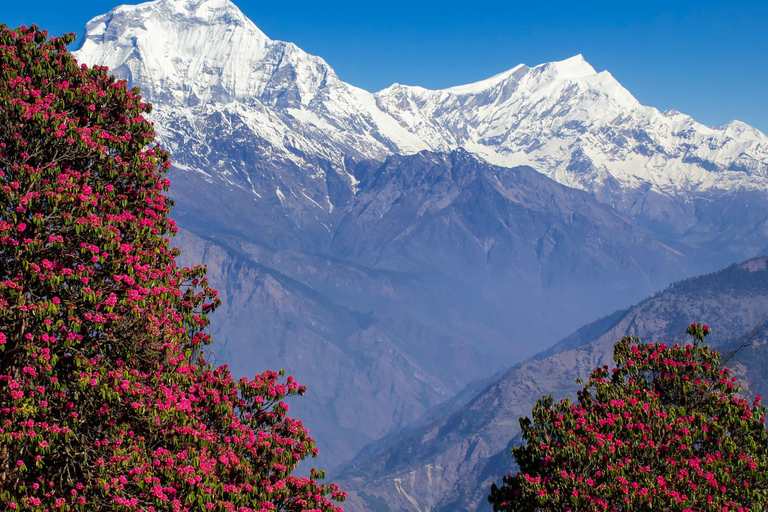 3 jours de randonnée à Poon Hill et GhorapaniTrek de 3 jours de Poon Hill et Ghorapani au départ de Pokhara