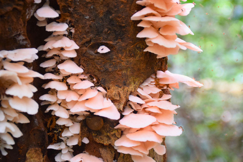 البرية: جولة مشي لمسافات طويلة ومشاهدة النجوم في خاو ياي لمدة يومينجولة المجموعات الصغيرة