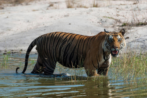 Séjour d&#039;une nuit à la tour et excursion dans le parc national de Chitwan