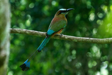 Cancún: Vogelfotografie-Expedition mit Transport
