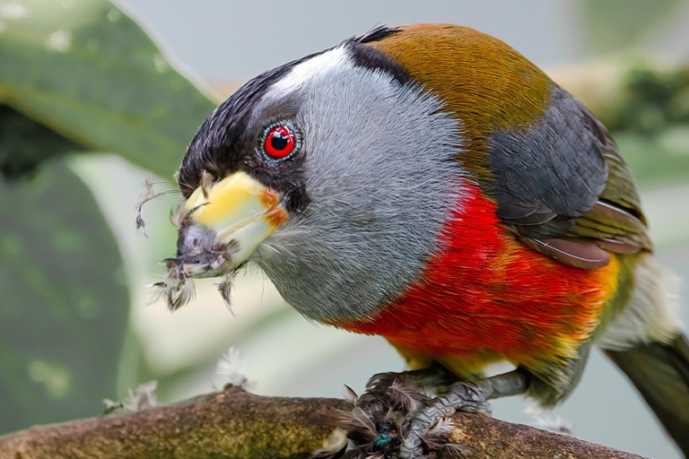Vogelen in Colombia: 8 dagen vol vogelwonderen in Valle del CaucaVogels kijken in Cali: 8 dagen vogelwonderen in de Cauca-vallei