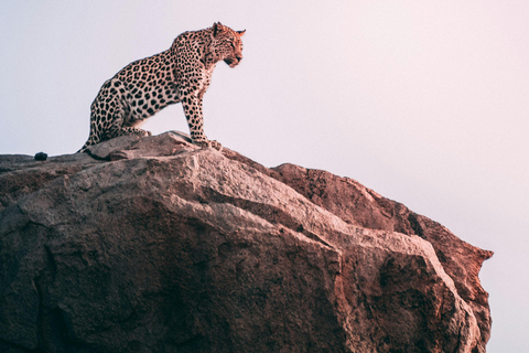 Jaipur: Tour privato del safari del leopardo a Jhalana