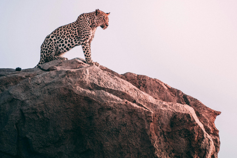 Jaipur: Tour privato del safari del leopardo a Jhalana