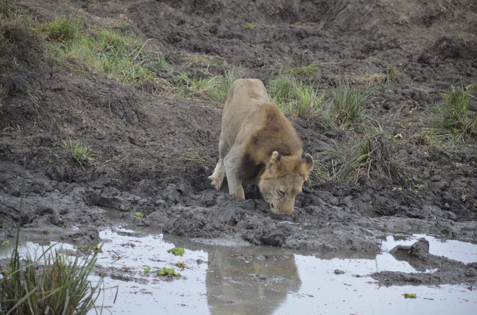 Von Sansibar Tagesausflug Zum Selous Nationalpark Mit Flug GetYourGuide