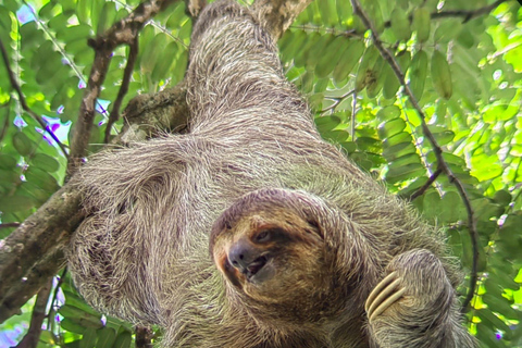 Manuel Antonio Park: Guidad tur för att se djur och strandtidPrivat tur