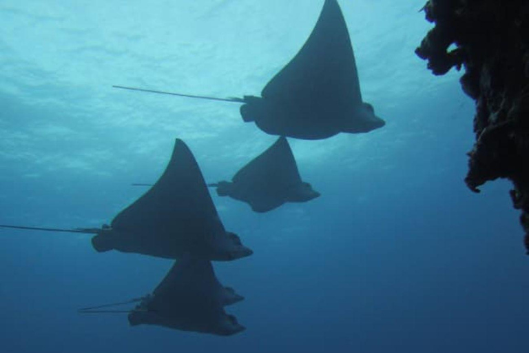 Cancun 2 Dives Shipwreck C55 or C58 & Reef -Certified Divers