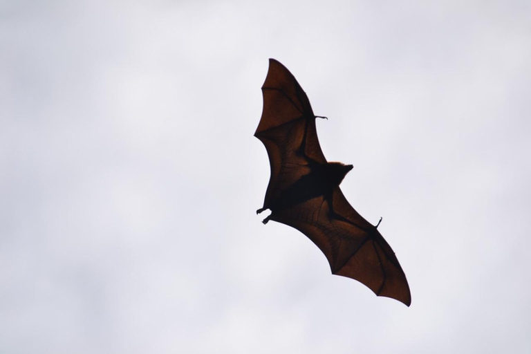 Mauritius nationalpark: Upptäck ön som den en gång var