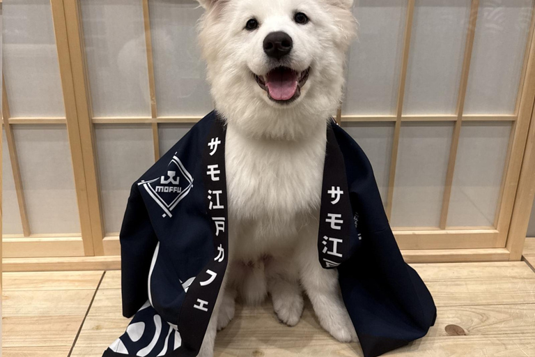 Tokyo Harajuku：30-Minute Samoyed Interaction Experience