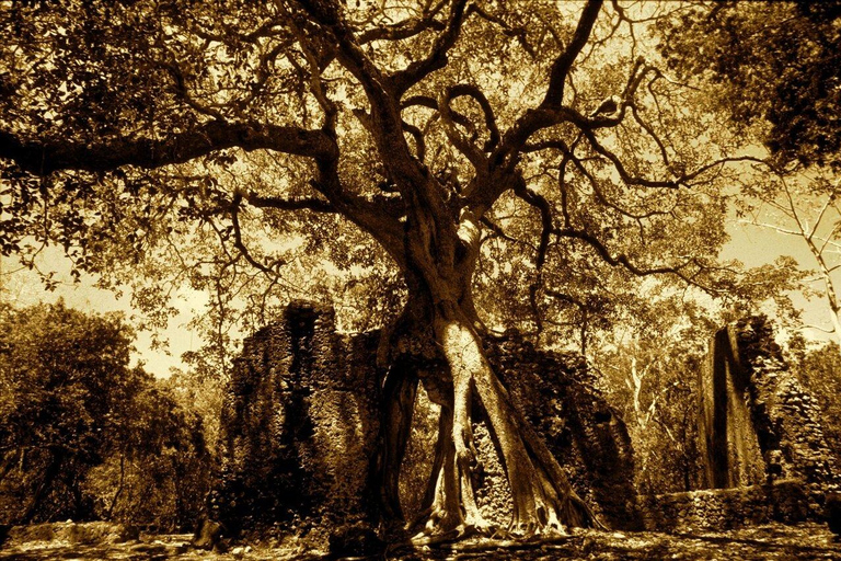 Mombasa: Gede Ruins and Arabuko Sokoke Forest Tour