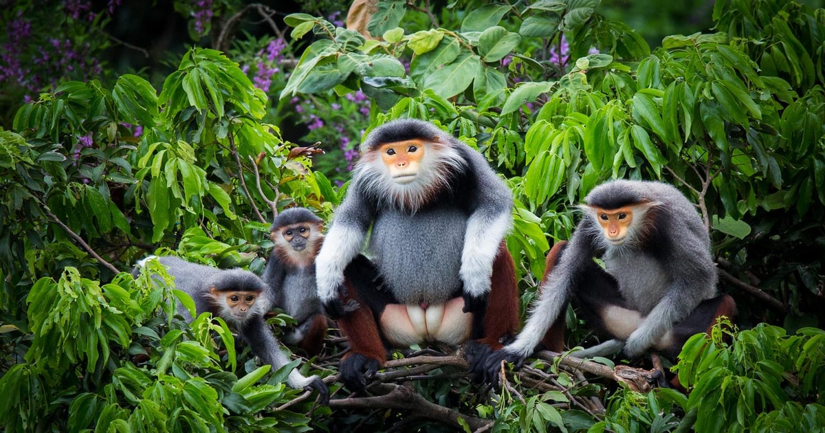 Best Family & Friend Day Trips and Activities in Vietnam 58 Ninh Binh: Cuc Phuong Jungle Hike & Wildlife Day Trip