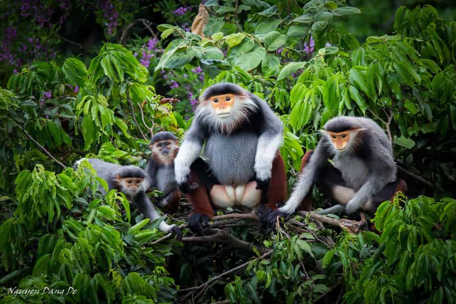 Ninh Binh: Cuc Phuong Dschungelwanderung & Tagestour zur Tierbeobachtung. Foto: GetYourGuide