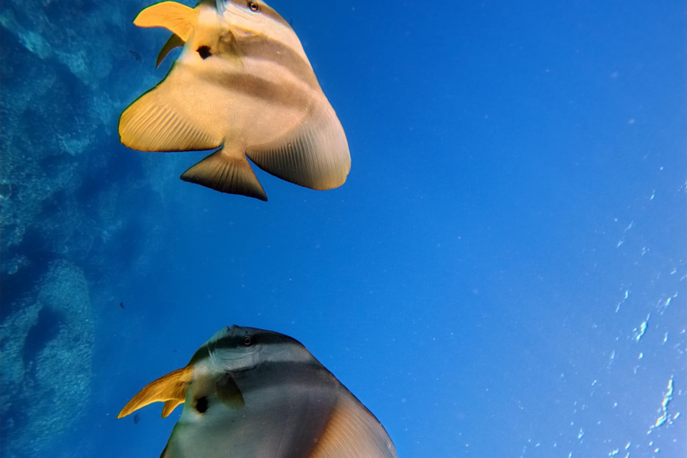 Scuba Diving in Muscat
