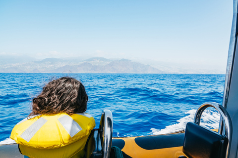 Funchal: tour en lancha rápida de avistamiento de ballenas y delfines