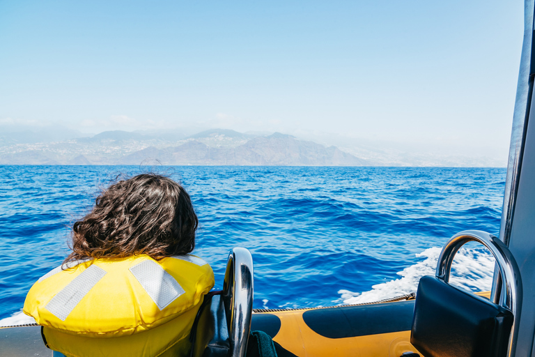 Funchal: Passeio de lancha rápida para observação de baleias e golfinhosFunchal: passeio de lancha para observação de baleias e golfinhos