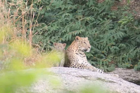 Jawai: the land of leopard safari by gypsy