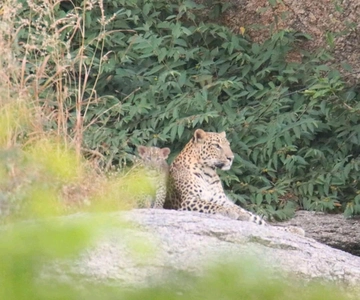 Jawai: a terra do leopardo safari by gypsy