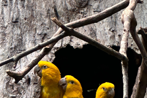 från Foz do Iguaçu: Privat rundtur vid Iguaçufallen