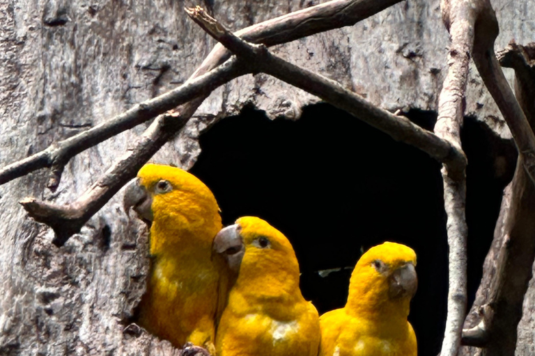 från Foz do Iguaçu: Privat rundtur vid Iguaçufallen