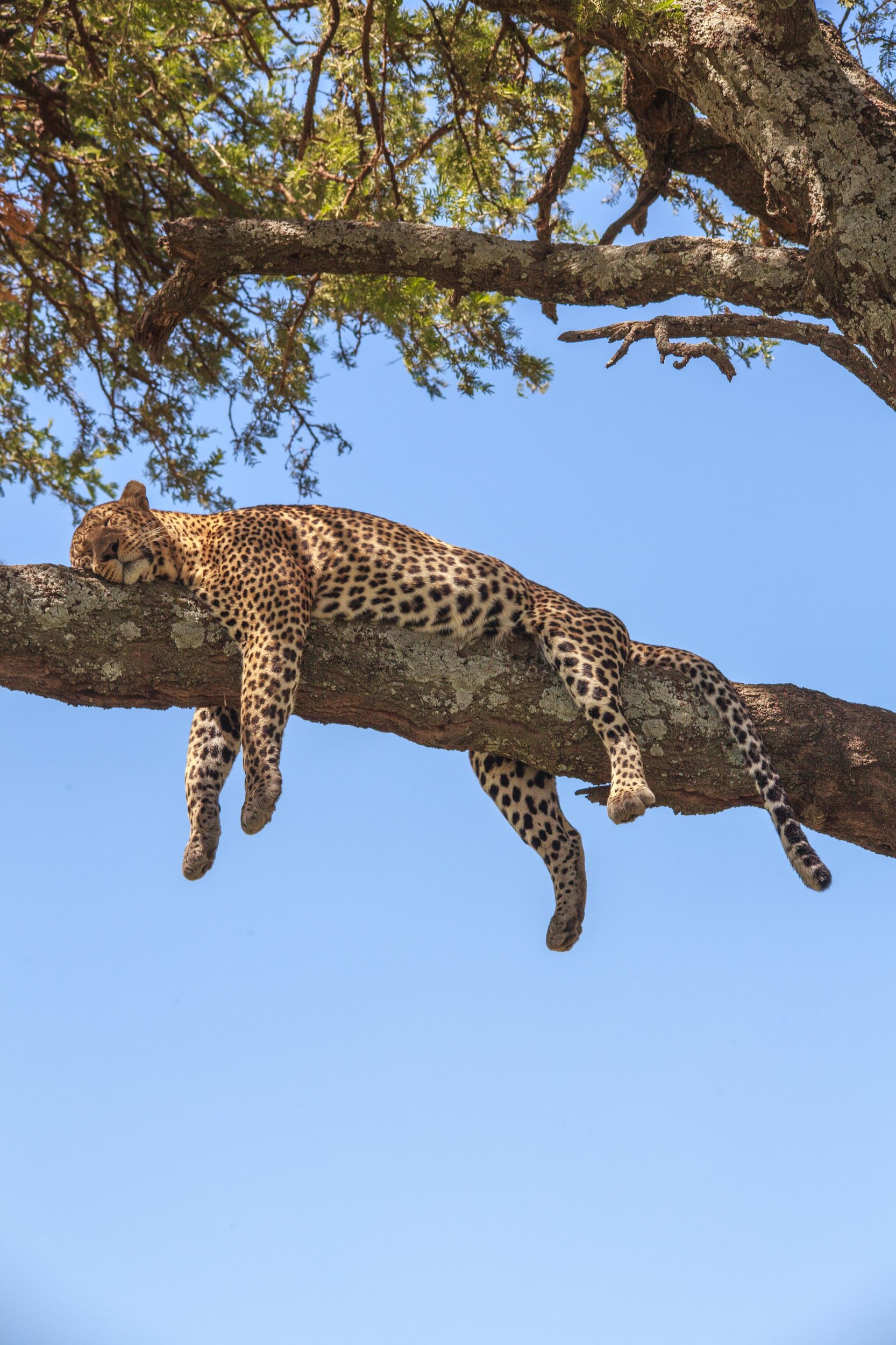 Sri Lanka Private 8-Tage Tour; Transport, Guide, Hotels, Essen