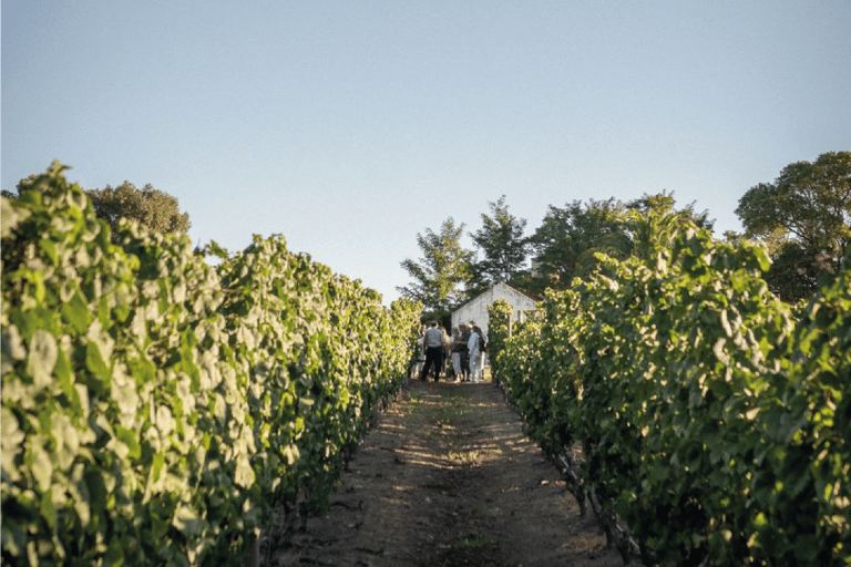 Montevidéu: Tour de degustação de vinhos para passageiros de cruzeiros