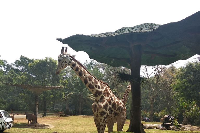 Jakarta : Taman Safari, Pandapaleis en Waterval