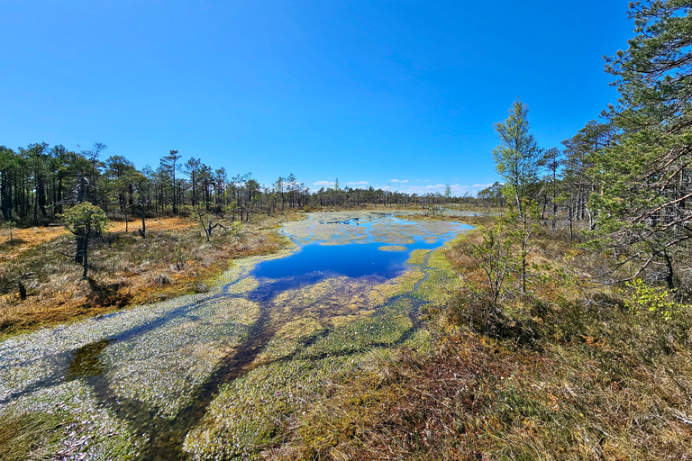 Ķemeri Bogs Adventure: Explore Wetlands In Bog Shoes