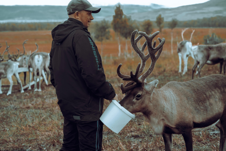 Reindeer Feeding and Sami Culture with Lunch in Autumn Tromsø: Reindeer Feeding and Sami Culture in Autumn