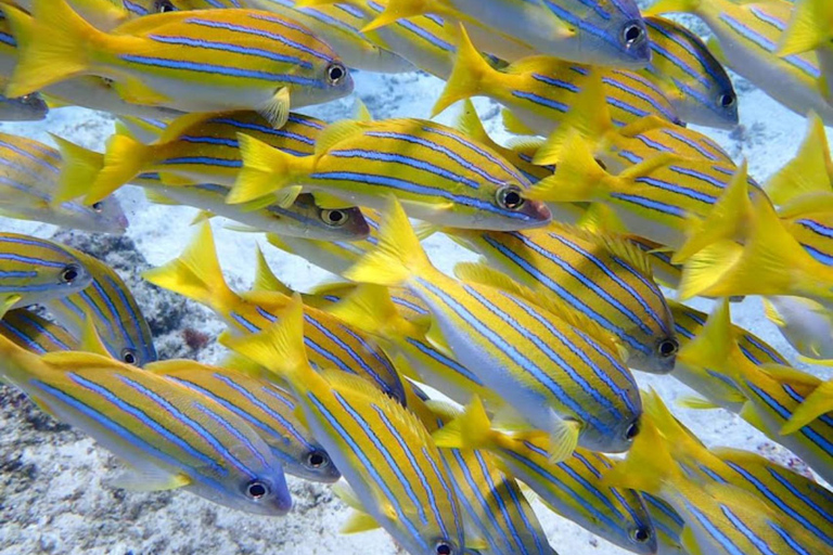 Excursão ao farol do Great Basses Reef em Kirinda (Maha Rawana)