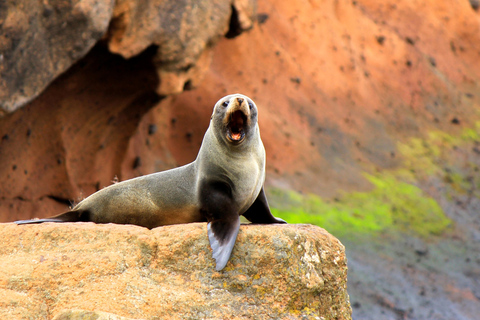 Christchurch: Akaroa and Banks Peninsula Day Trip