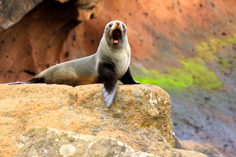 Christchurch: Akaroa and Banks Peninsula Day Trip