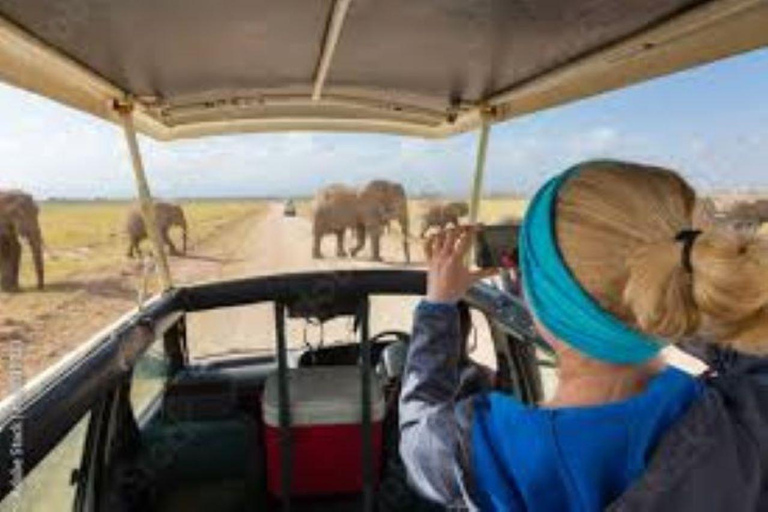 Nairobi: Amboseli National Park Day Tour with Lunch Amboseli National Park Day Trip with lunch private tour.