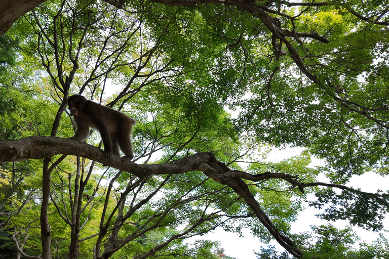 Kyoto: Arashiyama Highlights & Hozu River Boat Private Tour Private Tour (Pay Boat Cruise & Tickets on Site)