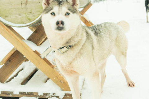 Tromsø: Dog Sledding Tour