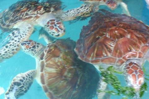 Zanzibar : forêt de Jozani, grotte de Salaam et restaurant The RockTransfert depuis n'importe quel endroit à Zanzibar