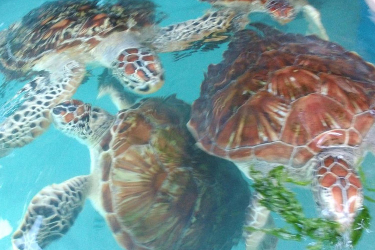 Zanzibar : forêt de Jozani, grotte de Salaam et restaurant The RockTransfert depuis n'importe quel endroit à Zanzibar