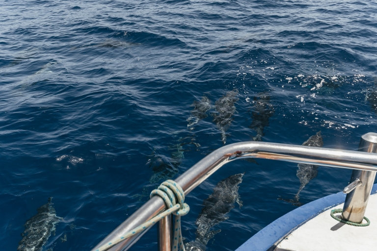 Gran Canaria: Rejs z obserwowaniem delfinów2-godzinny rejs z obserwacją delfinów bez transferu