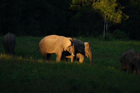 from Bangkok: 3-Day Khao Yai National Park Guided Tour Private: Hotel in Central Bangkok/Suvarnabhumi/Don Mueang