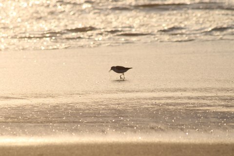 Windhoek: Sossusvlei and Swakopmund 3-Day & Sandwich Harbour