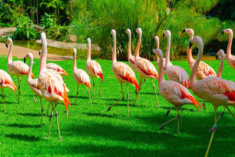 Singapore: Zoo & Night Safari Combos with Hotel Pick & Drop Zoo + Bird Paradise + River Wonders + NightSafari + Transfer