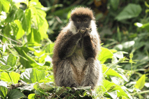 Äthiopien: 10-tägige Wildtier-Fototour mit Flügen