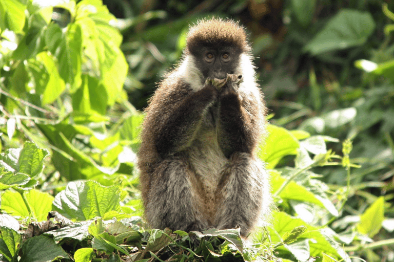 Äthiopien: 10-tägige Wildtier-Fototour mit Flügen